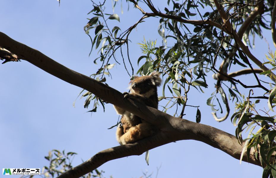 Kennett River Koala
