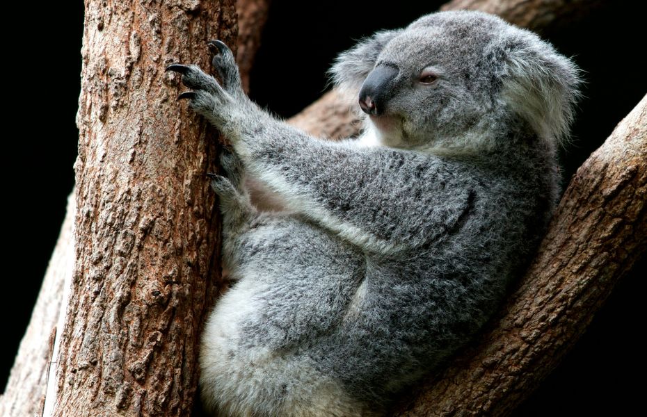 Koala Conservation Reserve