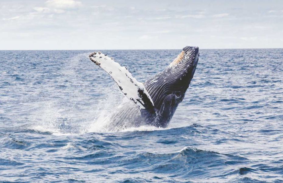 Whale Watching