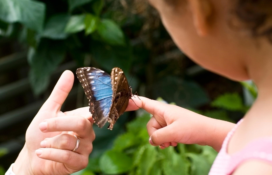 Melbourne Zoo - Butterfly