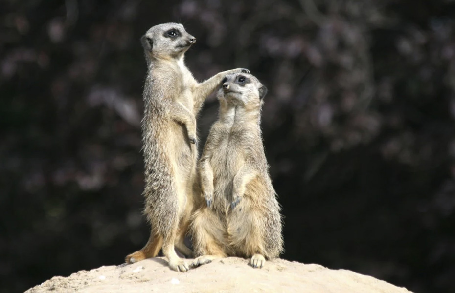 Melbourne Zoo - Meerkat