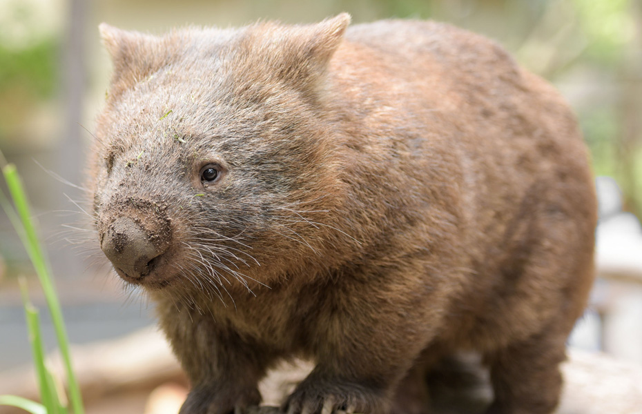 Melbourne Zoo - Wombat