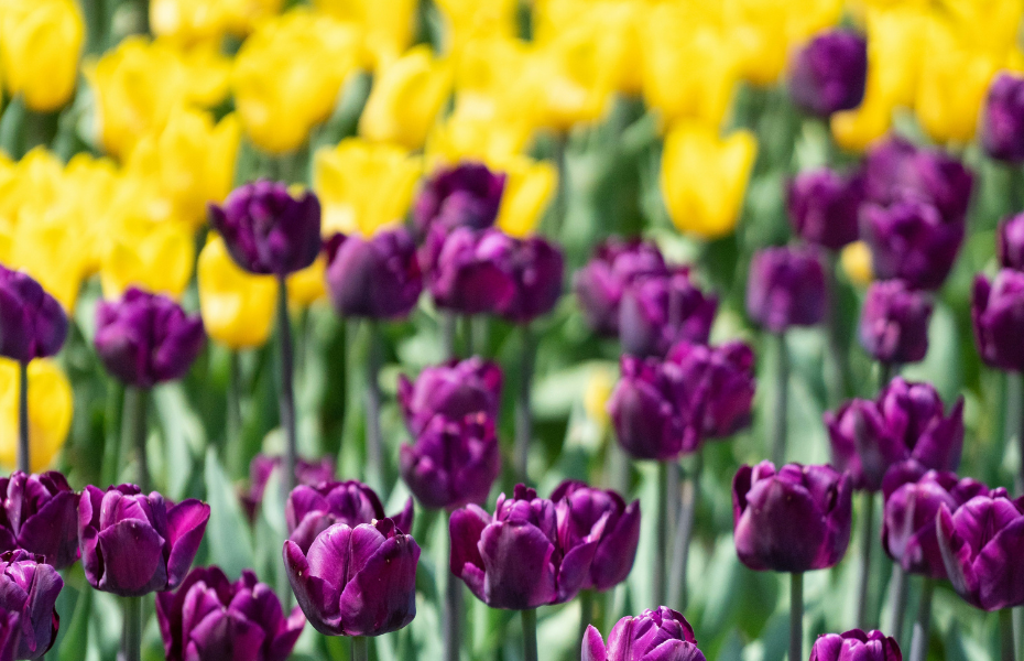 Tulips - yellow and purple