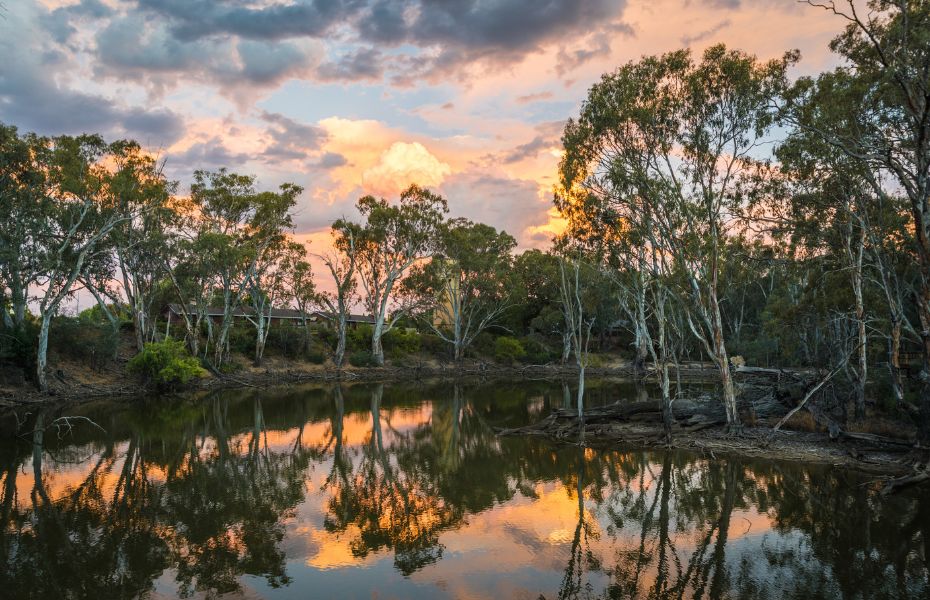 Murray River Gumtrees