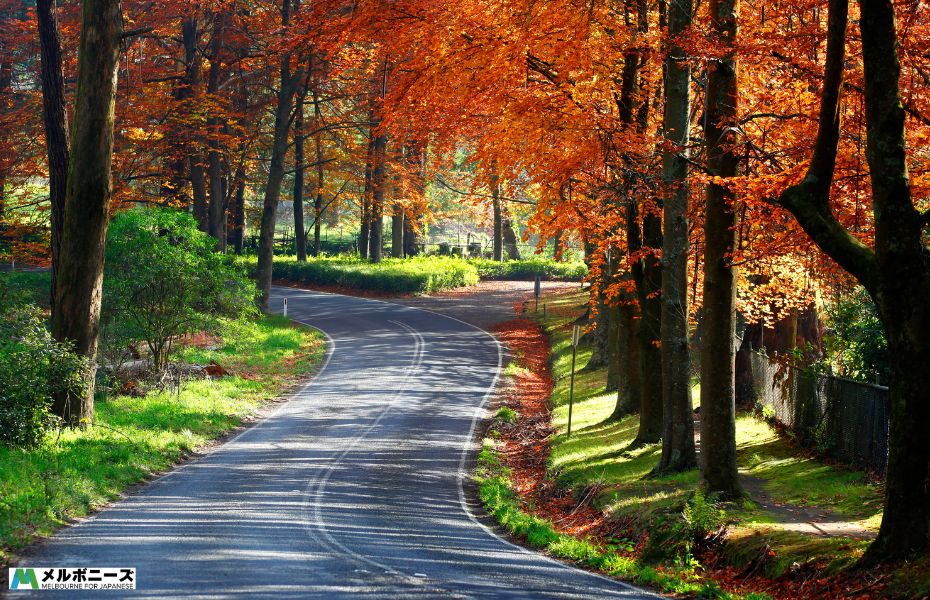 Dandenong Range Autumn