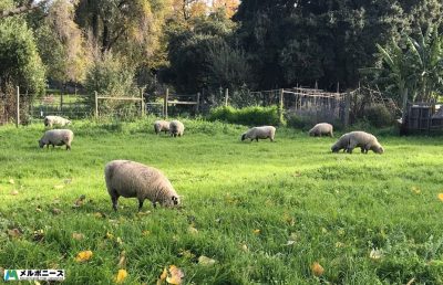 Collingwood children’s farm