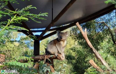 Healesville Sanctuary