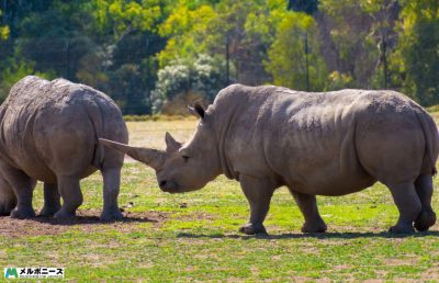 Werribee Zoo Rhinos