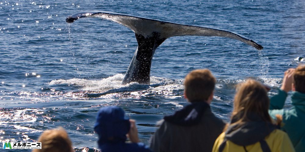 Whale watching on a boat