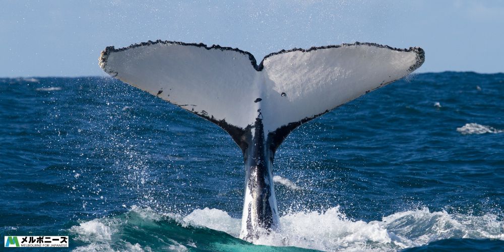 Whale tail