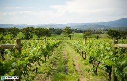Yarra Valley