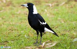 Magpie