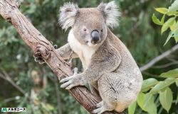 Ballarat Wildlife Park
