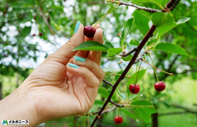 Cherry Picking